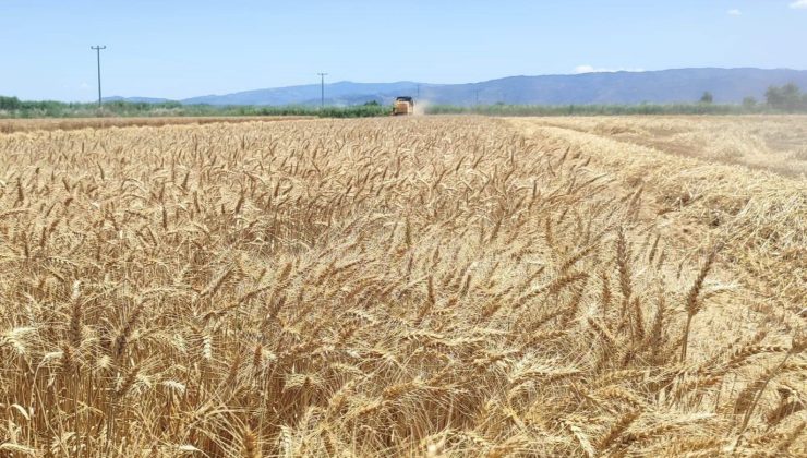Söke Ovası’nda buğday hasadı heyecanı sürüyor