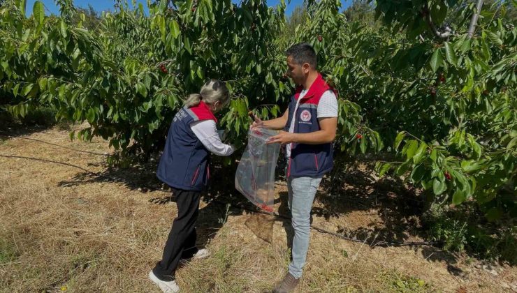 Söke’de kiraz bahçeleri denetlendi, numuneler alındı