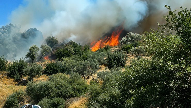 Söke’de yol kenarında çıkan yangın zeytinliğe sıçradı