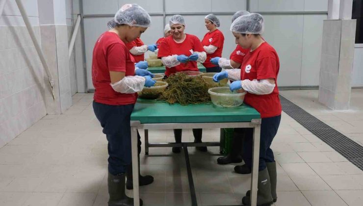 Tarımsal Ürün Fabrikası ile kadınlar üretiyor Efeler kazanıyor