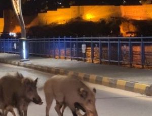 Turizm kentlerini istila eden domuz sorunu her geçen gün büyüyor