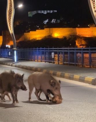 Turizm kentlerini istila eden domuz sorunu her geçen gün büyüyor
