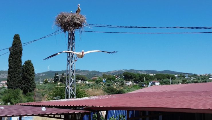 Uzun aradan sonra Kuşadası’na yuvalanan leylek çiftinin yuvası havadan görüntülendi