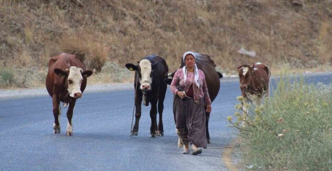 Alevlerden kaçtılar, hayvanlarını ve kendi canlarını zor kurtardılar