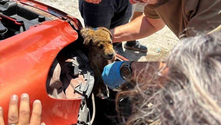 Araç tamponuna sıkışan yavru köpeği veteriner hekimler kurtardı