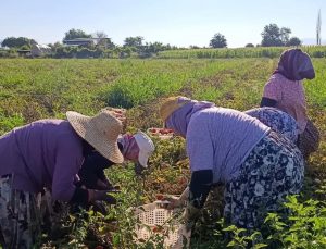 Aydın’da 12 bin 94 dekarda domates hasadı sürüyor
