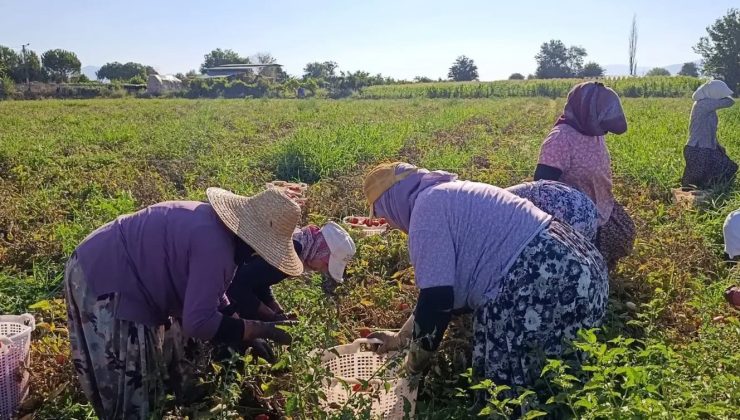 Aydın’da 12 bin 94 dekarda domates hasadı sürüyor