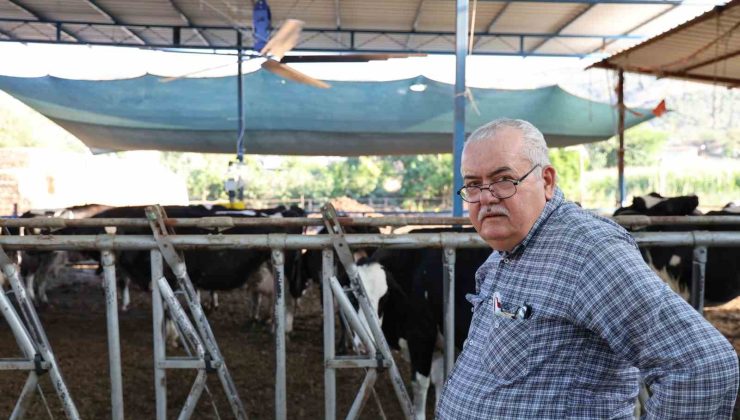 Aydın’da çöl sıcakları inekleri strese soktu; ahırlar vantilatör ile serinletiliyor