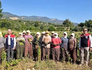 Aydın’da tütün üretiminin merkezi Karacasu’da kırım başladı