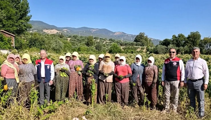 Aydın’da tütün üretiminin merkezi Karacasu’da kırım başladı