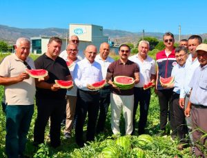 Cincin karpuzunda ilk hasat heyecanı yaşandı