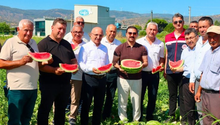 Cincin karpuzunda ilk hasat heyecanı yaşandı
