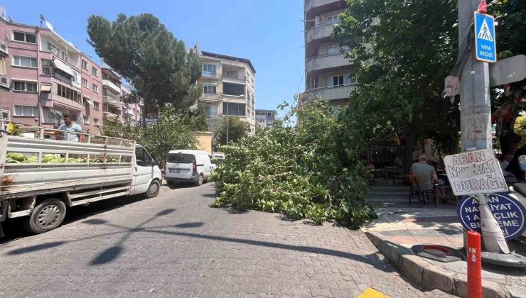 Devrilen ağaç iki araca zarar verdi