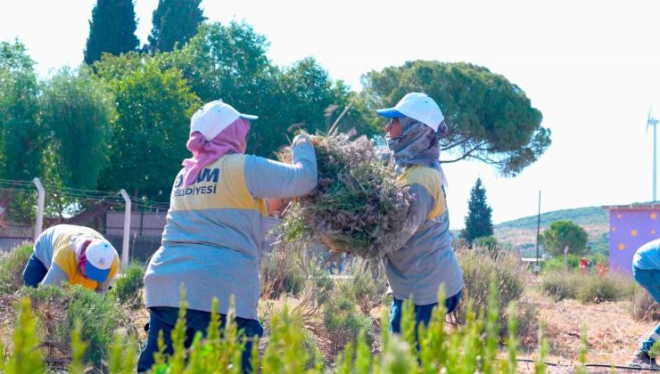 Didim Belediyesi Akköy Fidanlığı’nda lavanta hasadı gerçekleştirildi