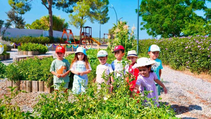 Didim Belediyesi Tarım Parkı’nda minikler hasat deneyimi yaşadı