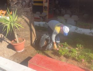 Didim Belediyesi’nin kendi üretimi çiçekler toprakla buluşuyor