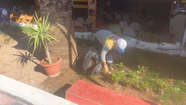Didim Belediyesi’nin kendi üretimi çiçekler toprakla buluşuyor