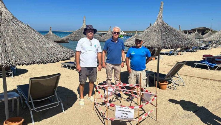 Didim’de 5 yıl sonra aynı plaja dönen caretta yeniden yuva yaptı