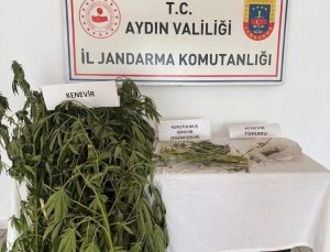 Efeler’de kenevir operasyonu