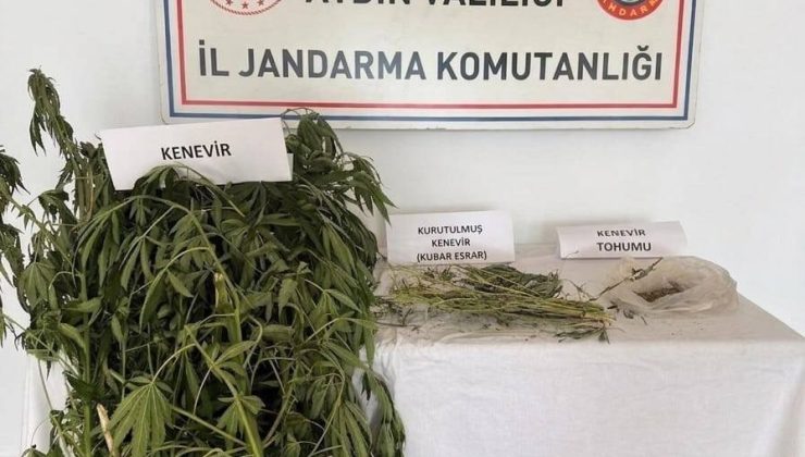 Efeler’de kenevir operasyonu