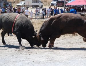 Ege’nin pehlivan boğaları Germencik’te arenaya çıktı