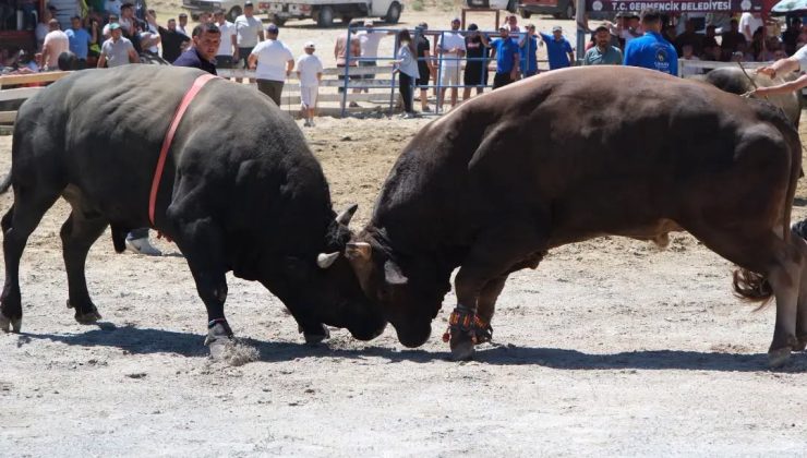 Ege’nin pehlivan boğaları Germencik’te arenaya çıktı