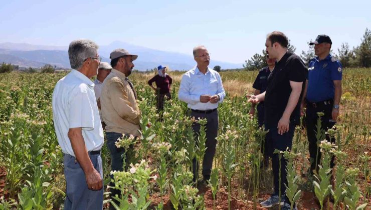 Karacasu Kaymakamı Battal tütün üreticileriyle hasat mesaisine katıldı