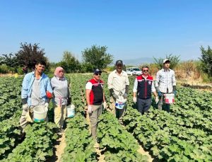 Koçarlı, Aydın’ın bamya üretimindeki liderliğini sürdürüyor