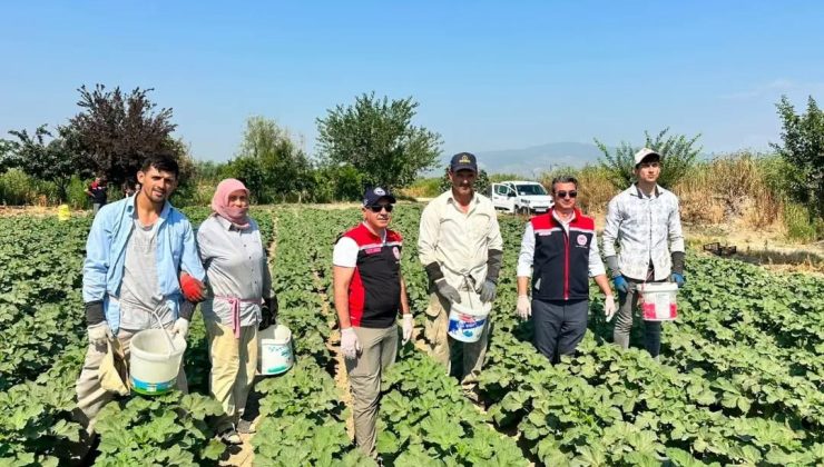 Koçarlı, Aydın’ın bamya üretimindeki liderliğini sürdürüyor