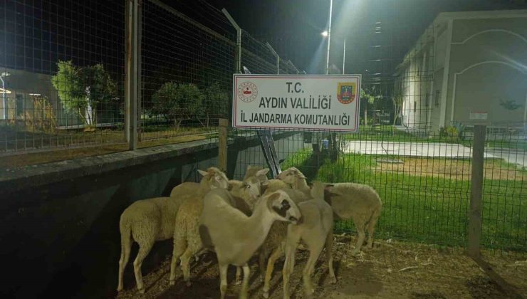 Koçarlı’da 15 koyun evin bahçesinden çalındı