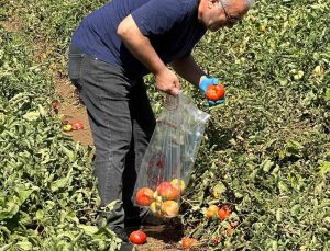 Köşk’te domateste hasat öncesi ilaç kalıntısı denetimi başladı