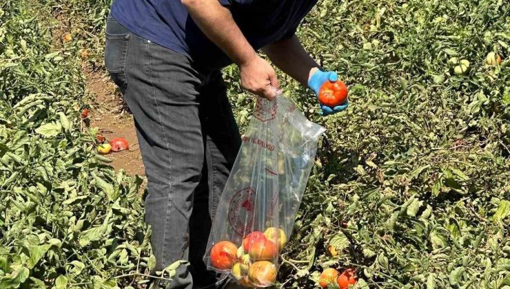 Köşk’te domateste hasat öncesi ilaç kalıntısı denetimi başladı