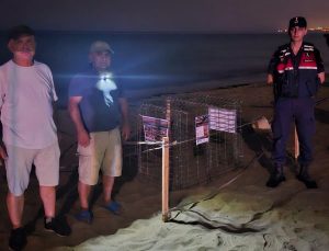 Kuşadası’nda caretta caretta heyecanı: İlk yuva koruma altına alındı