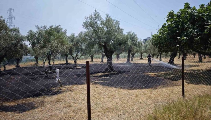 Nazilli’deki zirai alan yangını söndürüldü