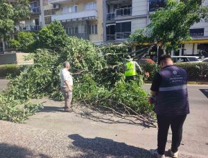 Seyir halindeki otomobilin üzerine ağaç devrildi