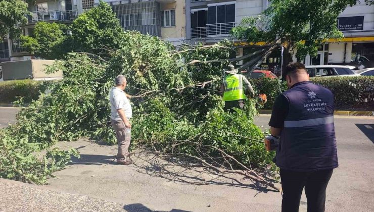 Seyir halindeki otomobilin üzerine ağaç devrildi