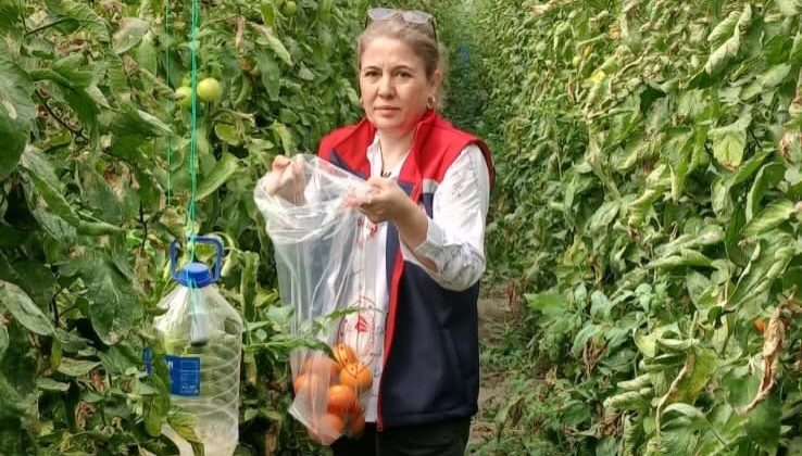 Söke’de domateslerde hasat öncesi pestisit denetimi
