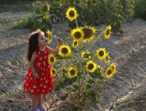 Ayçiçeği tarlaları fotoğrafçıların yeni gözdesi