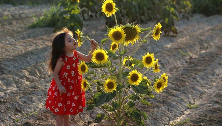 Ayçiçeği tarlaları fotoğrafçıların yeni gözdesi