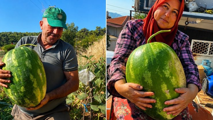 Aydın’da 550 rakımda karpuz ve balkabağı yetiştiriyorlar