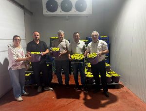 Buharkent’te incir bahçeleri ve alım noktalarında Fusarium denetimi
