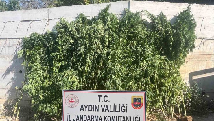 Efeler’de ikamette 250 kök kenevir ele geçirildi