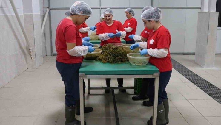 Efeler’in yöresel lezzetleri e-ticaretle Türkiye’ye ulaşıyor