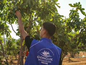 Germencik’te gönüllü gençler incir hasadına katıldı