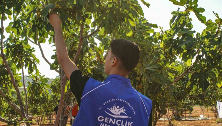 Germencik’te gönüllü gençler incir hasadına katıldı