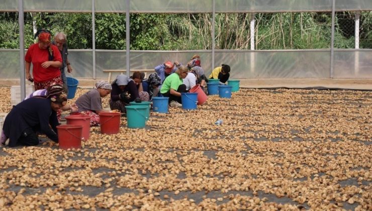 İncir üreticilerinden Bakanlığa çağrı: “İşletmelerin ve tüccarların denetlenmesi lazım”