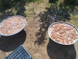 Köşk Başçayır’da geleneksel kışlık tarhana hazırlıkları başladı