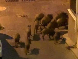 Kuşadası’nda yaban domuzları sürüsü mahalle aralarında görüntülendi