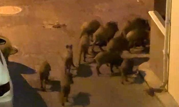 Kuşadası’nda yaban domuzları sürüsü mahalle aralarında görüntülendi