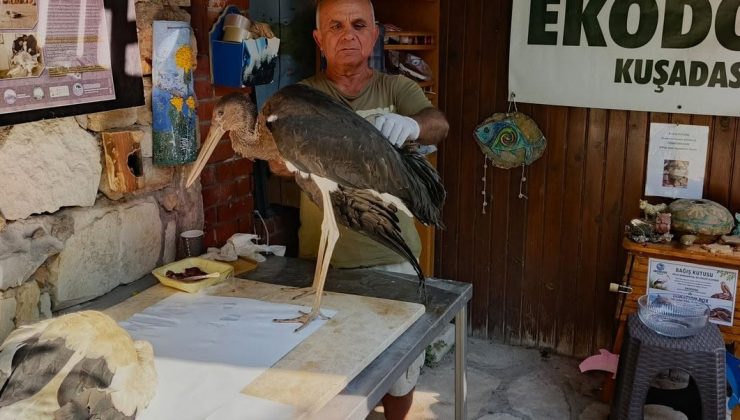 Leylek yavrularının göç yolculuğu talihsizlikle kesildi